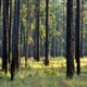 Longleaf pines—like these in Ocala National Forest—are a potential (and already vulnerable) target for invasive woodwasps. Photo Courtesy Bill Lea